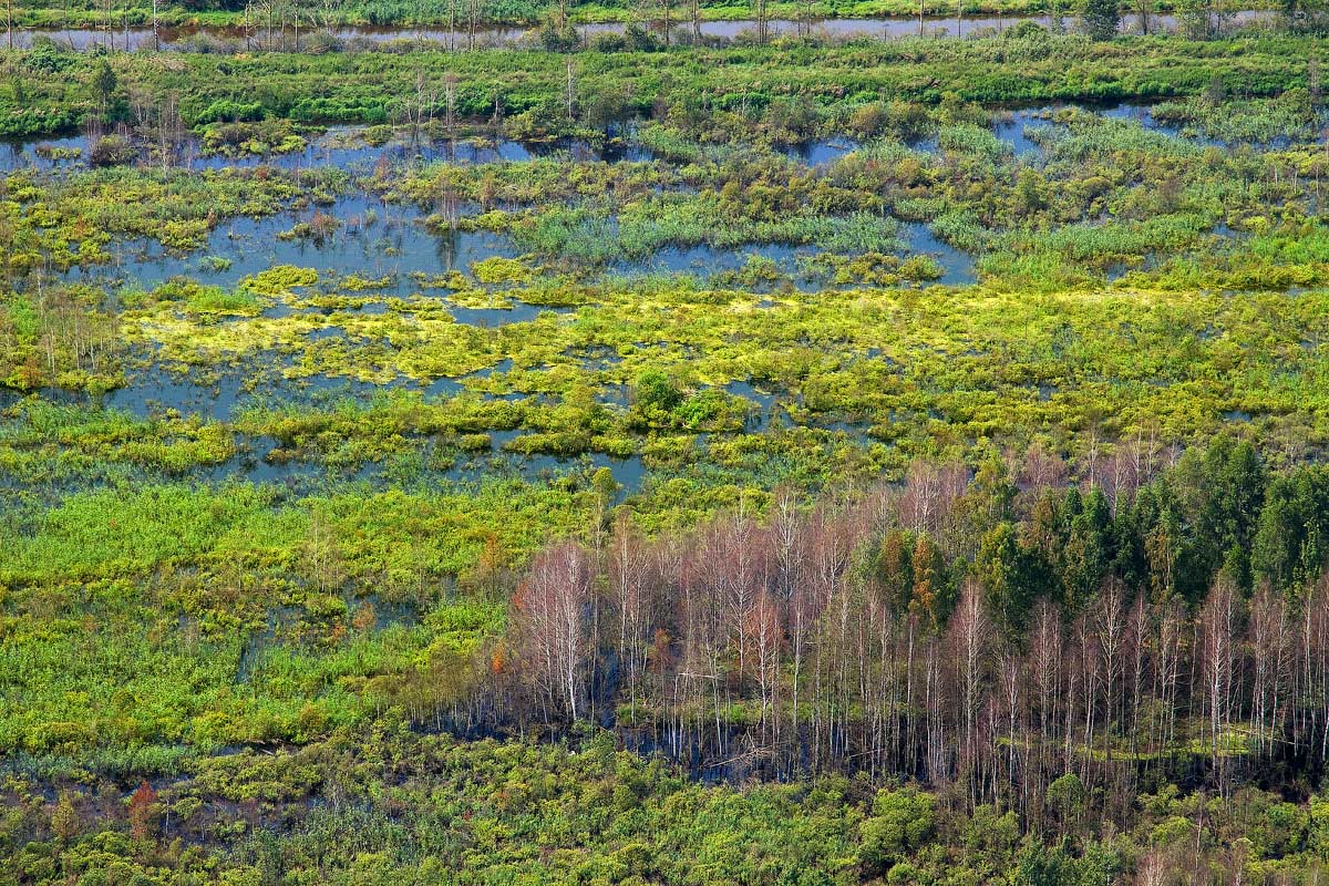 Природное образование болото. Торфяные болота в Беларуси. Себболото болото. Торфяные болота Ирландии. Болото Юпяужшуо Карелия.